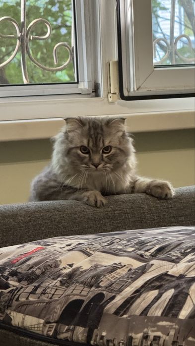 Продаю кота шотландца