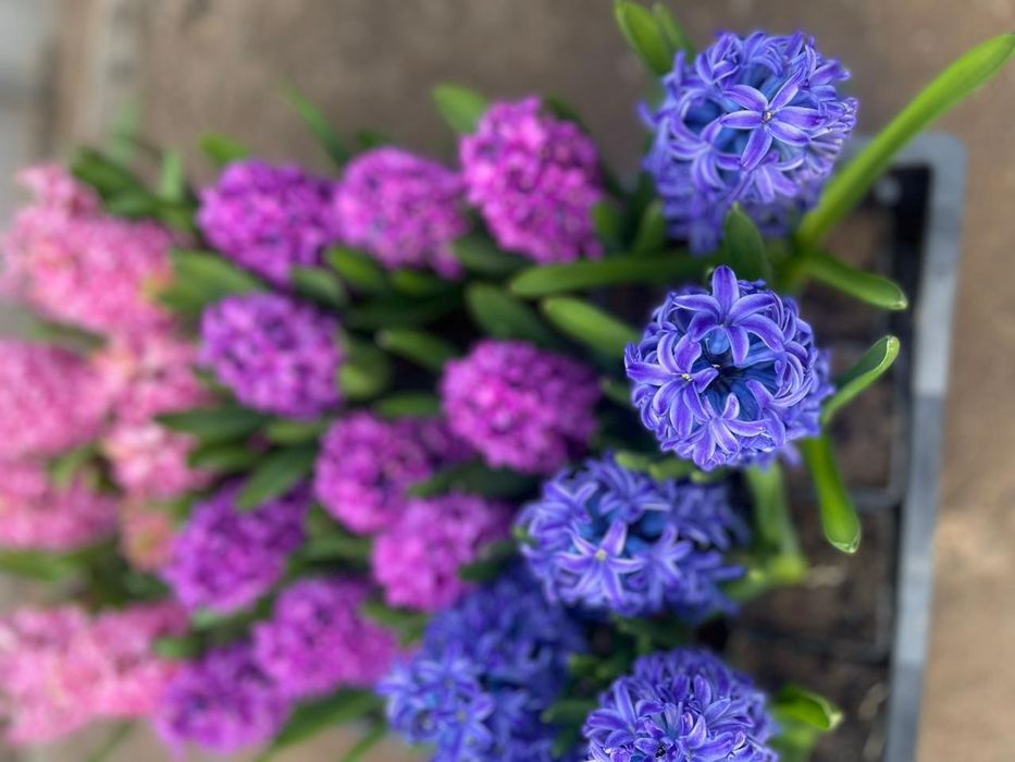 ГИАЦИНТ на 8 марта Бронируем!