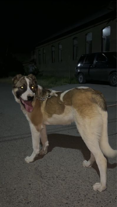 Алабай , тяж 5 Месяцев