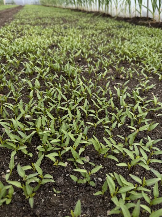 разсад от производител