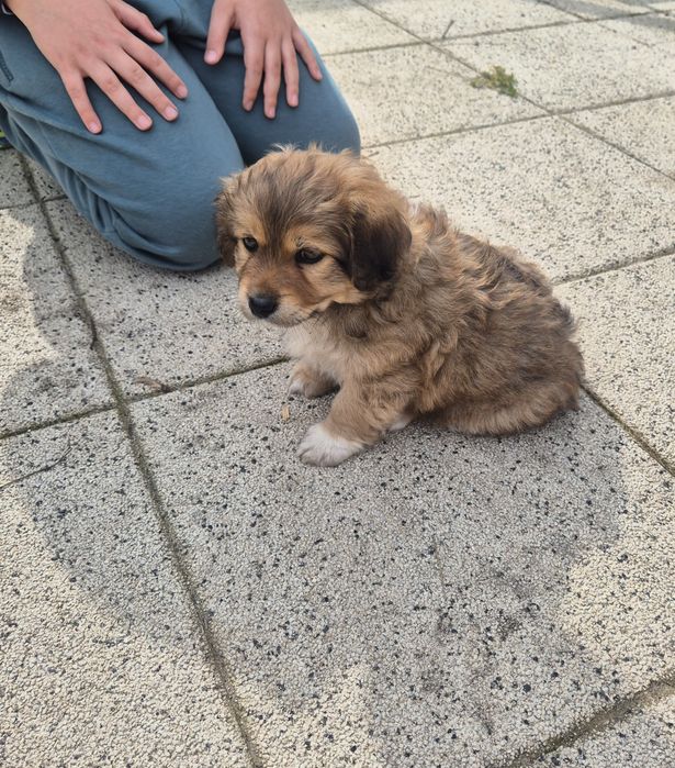 Catelus 2 luni pechinez