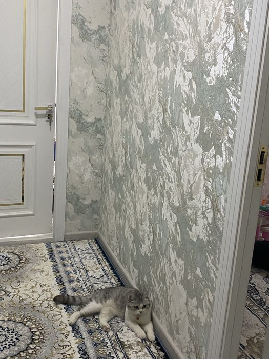 мушук сотилади срочно