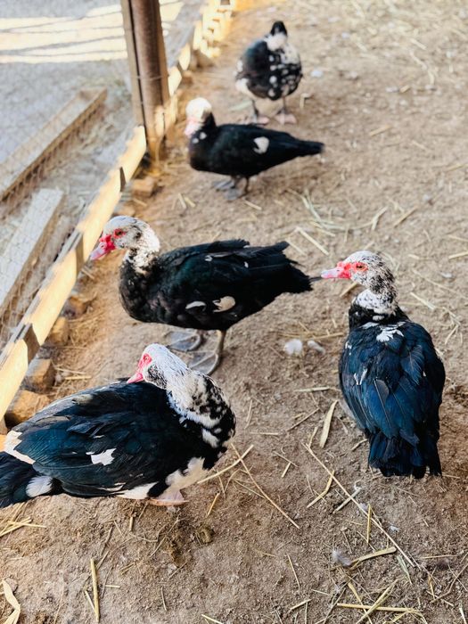 Индаутка сатылады