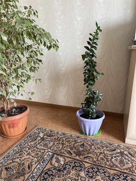 Продам красивые комнатные цветы.