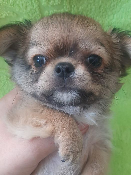 Продаю щенка чихуахуа