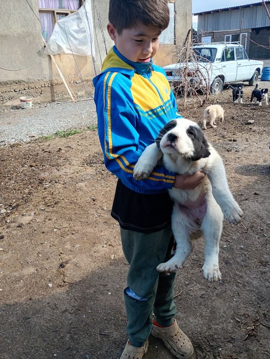 Породистые щенки