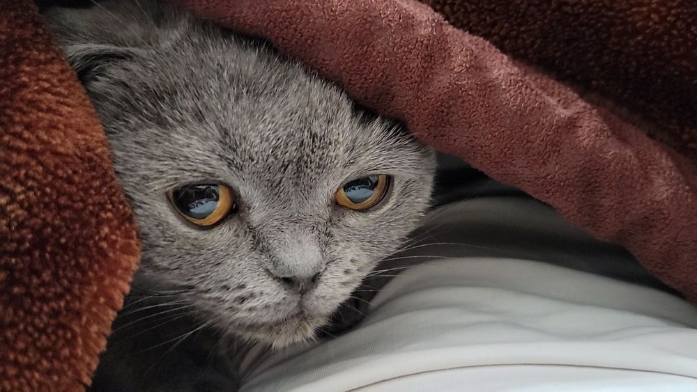 Scottish fold toza parodiya