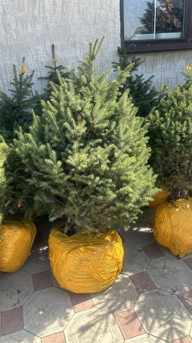 Саженцы ели с комом