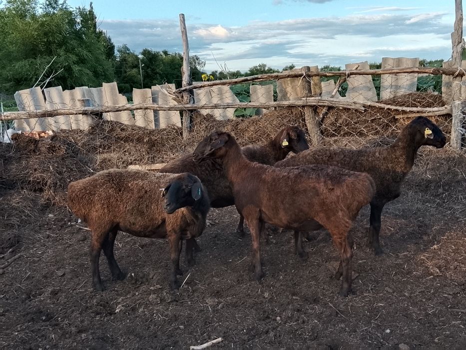Семіз қой сатылады