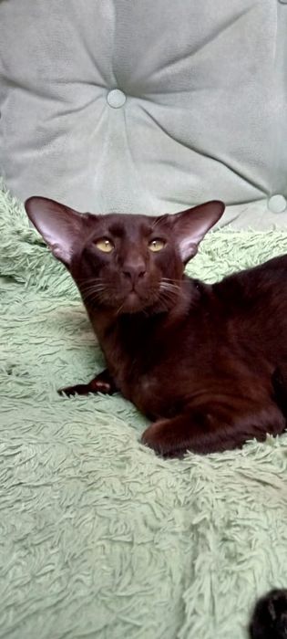 Ориентальный кот на вязку