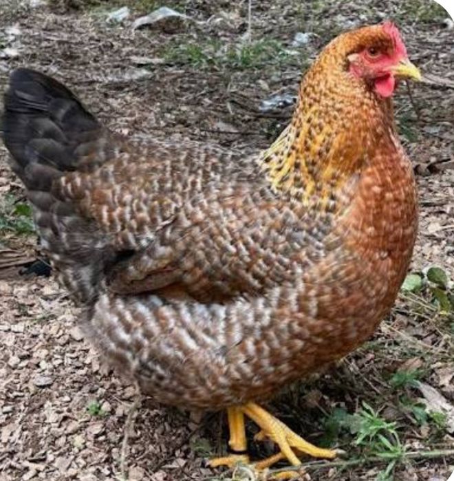 ИЯ  кур билефельдер