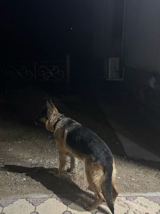 Немецкий овчарка сатылады