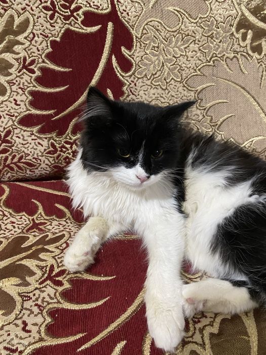 Mushuk sotiladi aqilli mehribon mushuk      mehribon qollarga beriladi