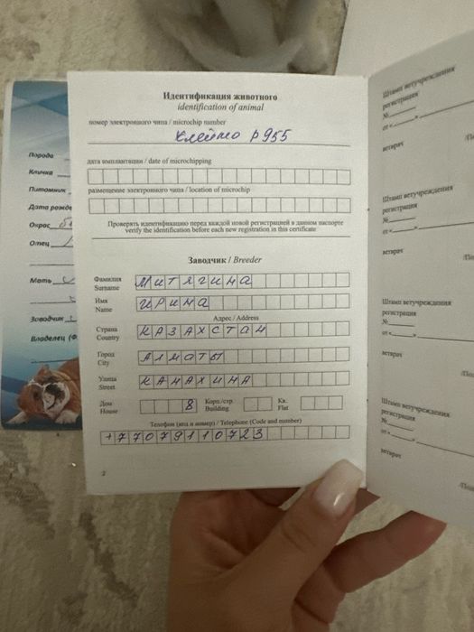 шпиц девочка белый