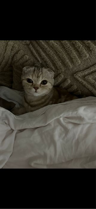 Вислоухая шотландская кошка