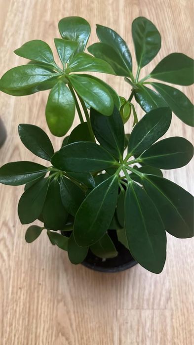 Комнатные растенич