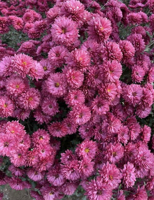 Хризантемы уличные