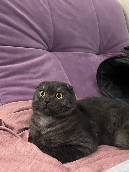 вязка шотландский кот