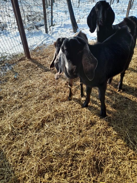 Vand țapi anglo-nubieni sau schimb cu oi