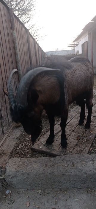 Ешкилер сатылады