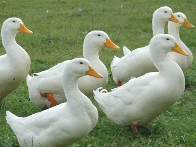 Vand oua de rata pekin