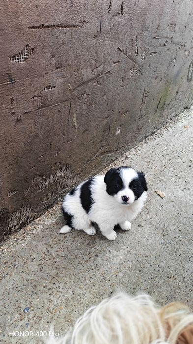 Donez cățeluș 2 luni