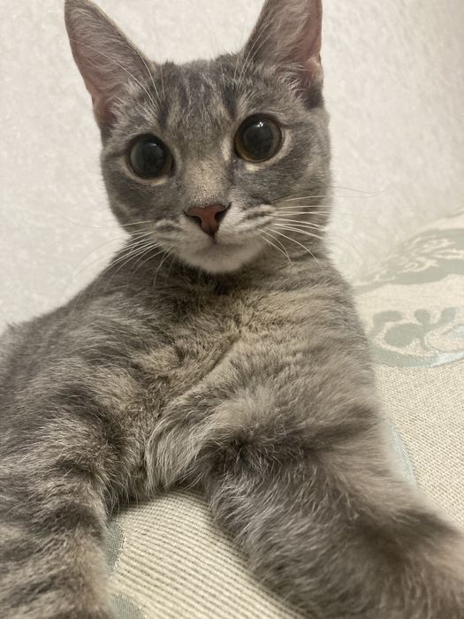 Пропала кошка!!!