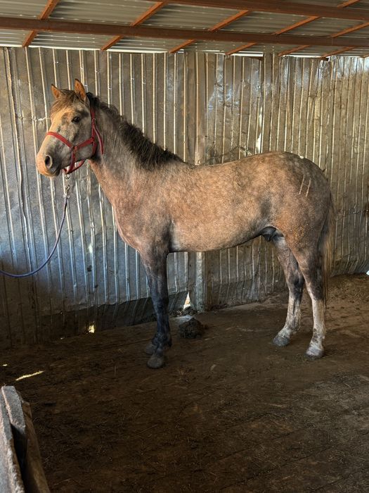 Жеребец, 4 года. На откорме