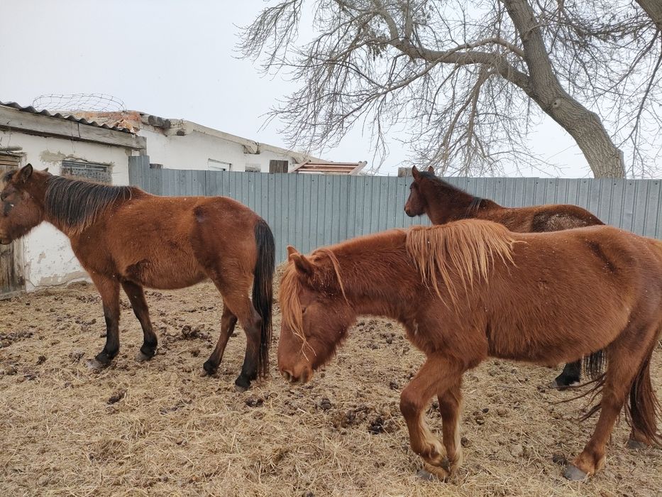 Продам молодых кобыл