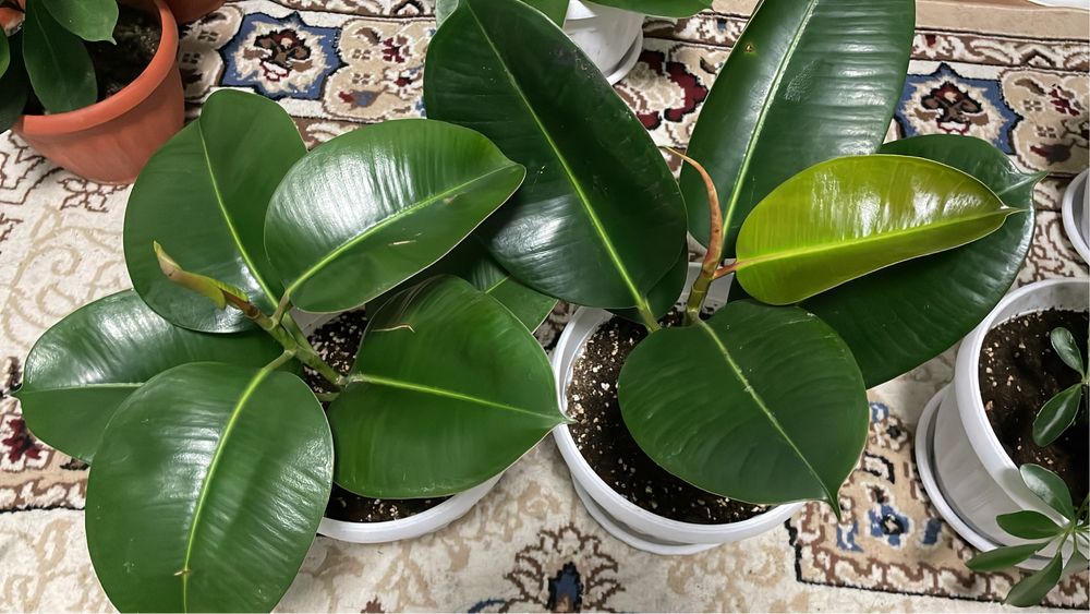 Комнатные растения