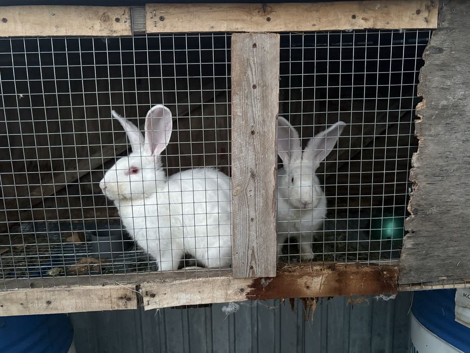 Продам Крольчат