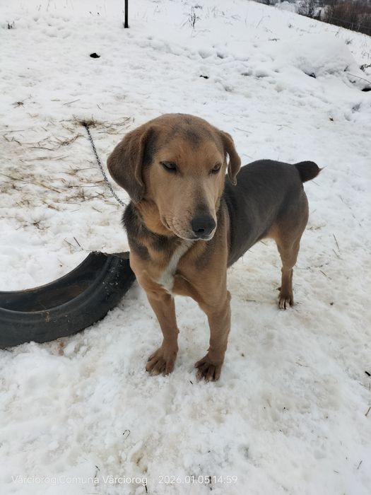 Câine  de vânătoare