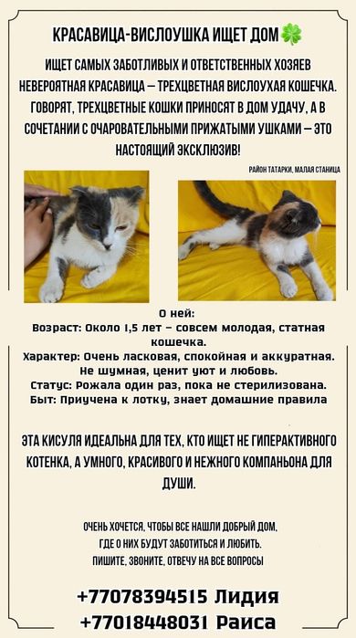 Котята девочки .