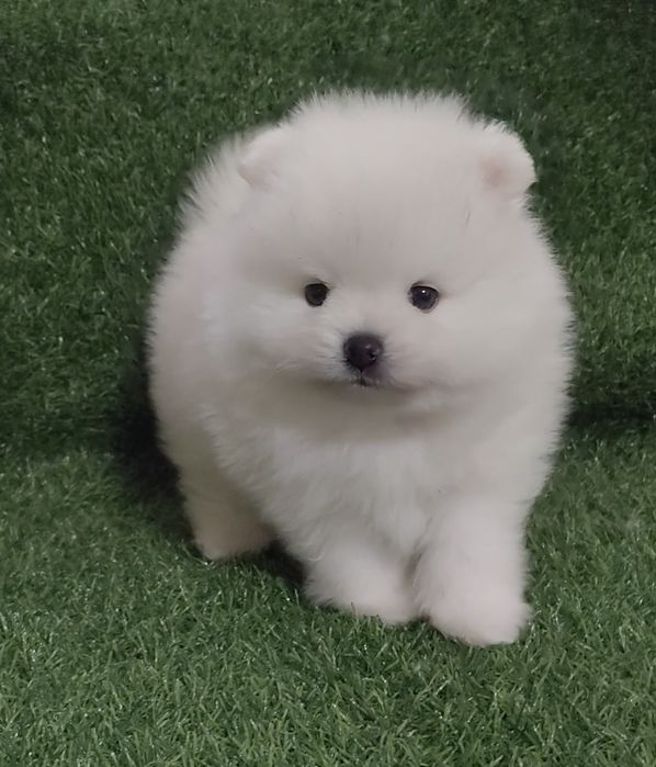 Щенки мини шпица разных окрасов