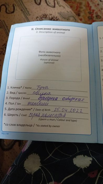 Отдам котят , мать британка - сибирская