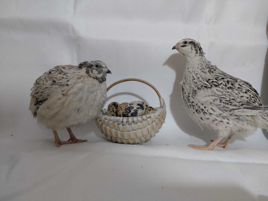 Vând pui de prepeliță – 4 săptămâni