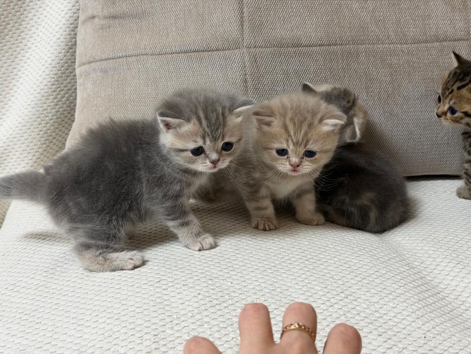 Продам котят шотландцев