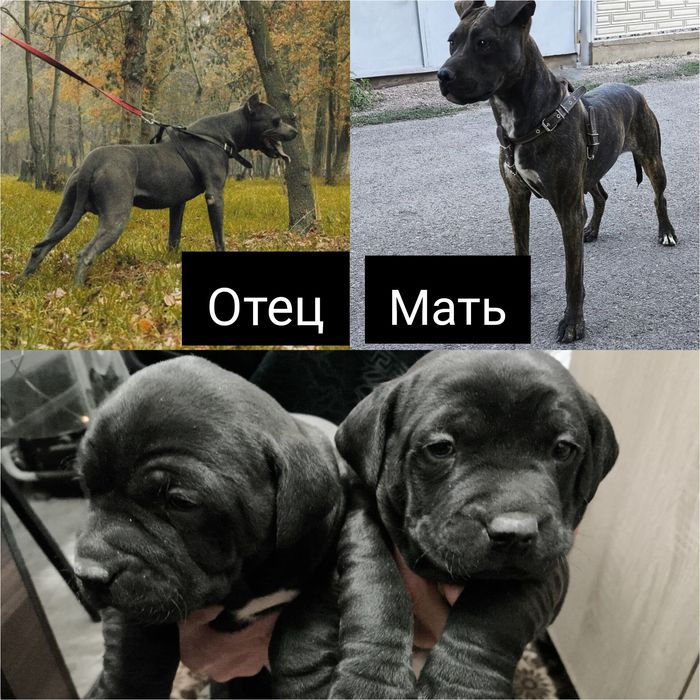 Продается щенок Питбуля