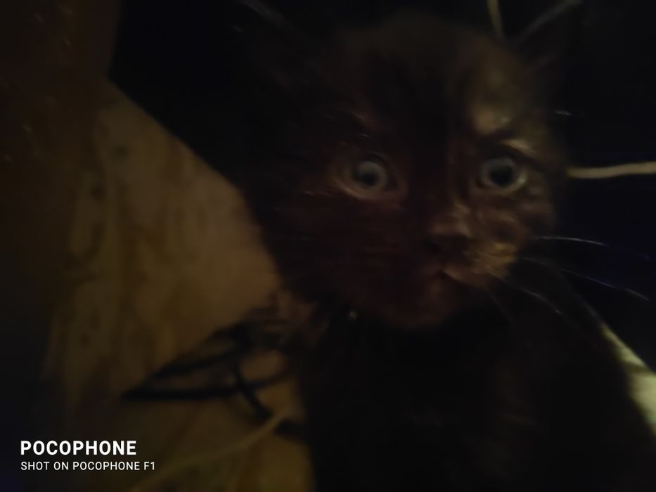 Скотиш фолд Шотландский продам