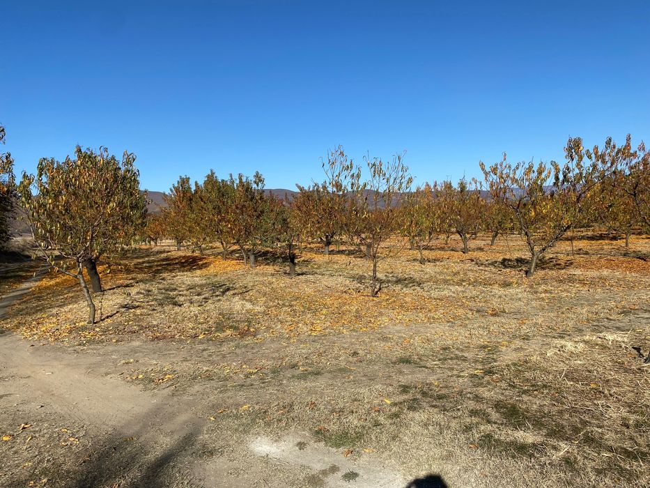 Овощна прасковена градина