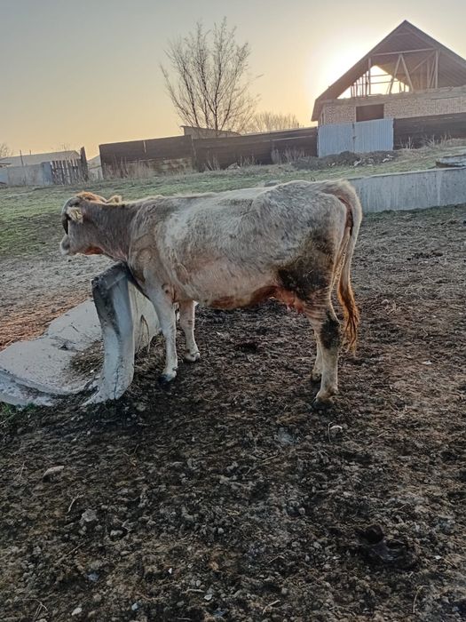 Продам корову дойную