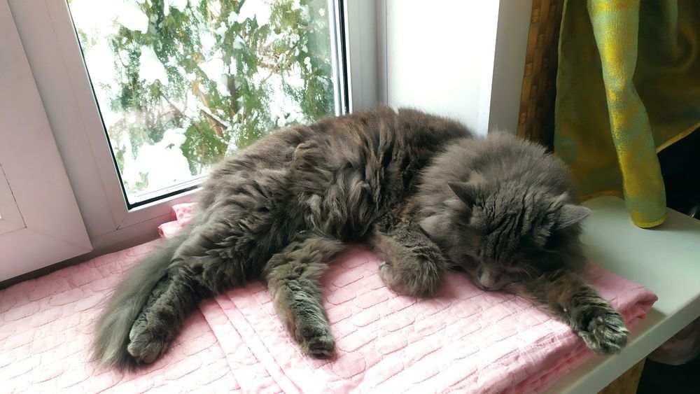 Прекрасный, пушистый, добрый кот