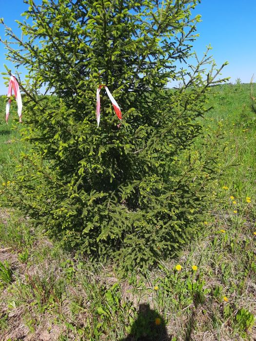 Ель сосна газон тополь