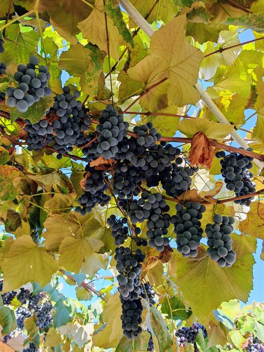 Struguri de vin dulci și zemoși
