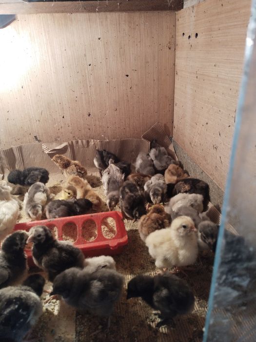 Продам Индоутят..