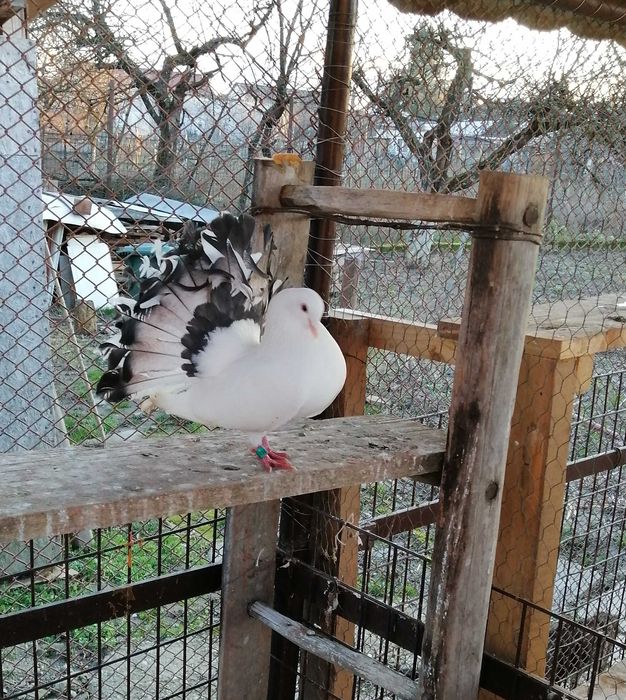 Vand porumbei voltati