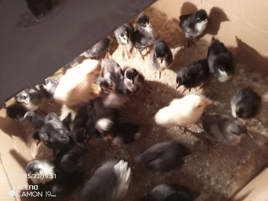 Кора шахзода жужалари 7 кунлик