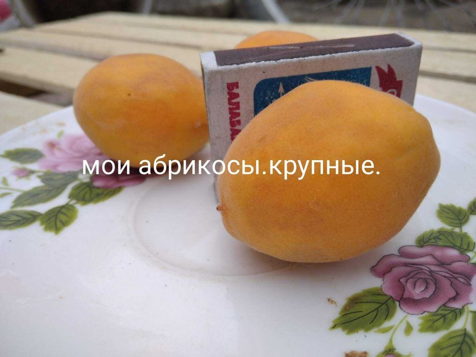 Саженцы ,многолетние цветы