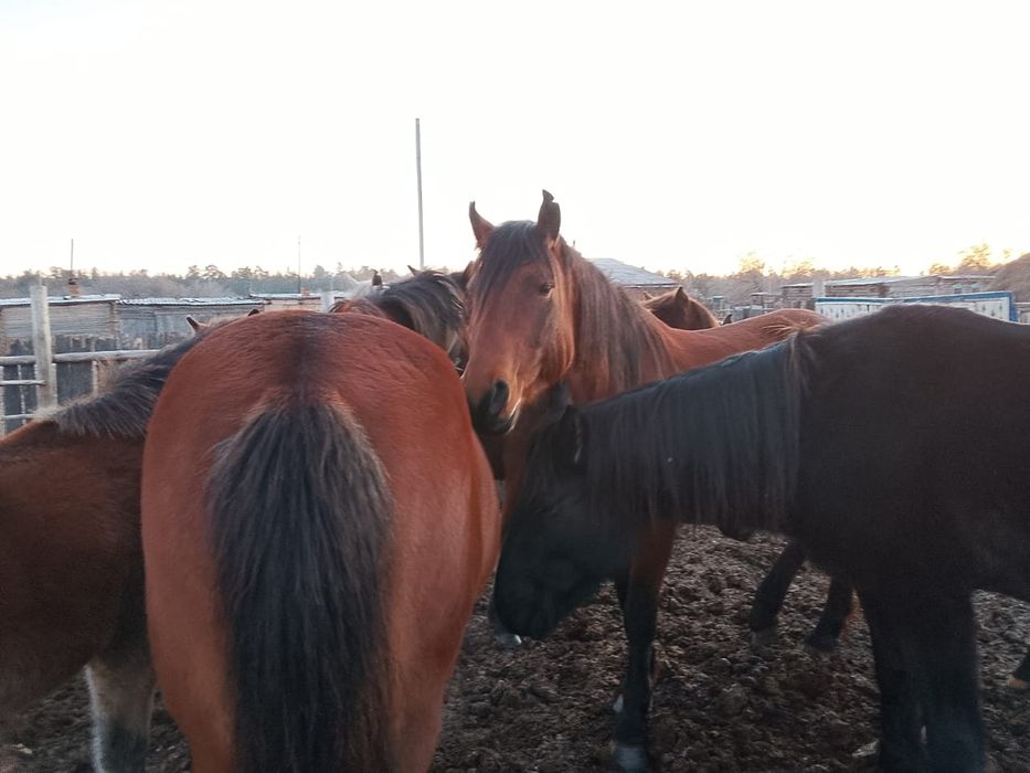 Продам лошадей продам