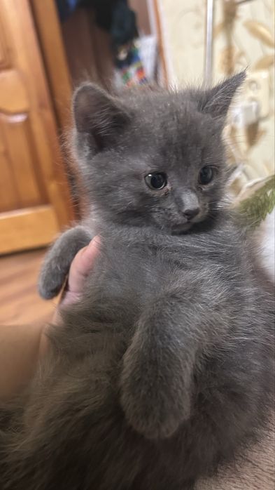 Отдам в добрые руки котенка